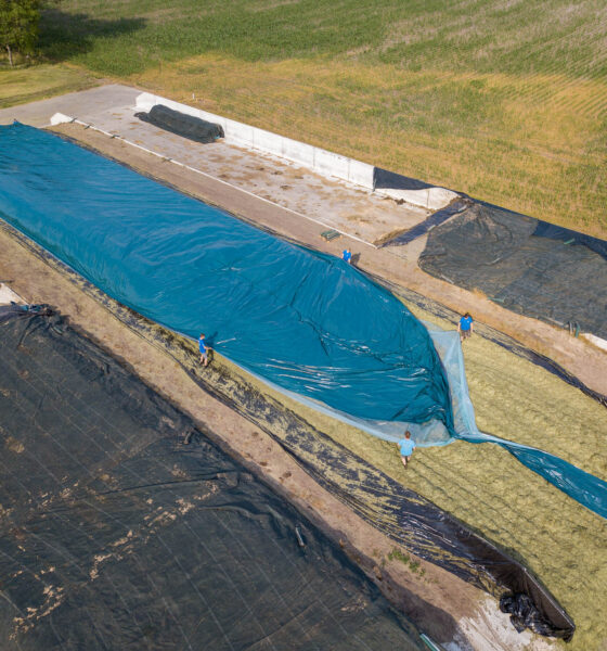 Silage films
